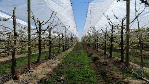 agralia-agricover-cerezos|agralia-agricover-cerezos|agralia-agricover-cerezos